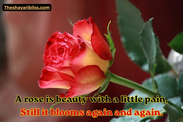 Rose Flower Shayari in English
